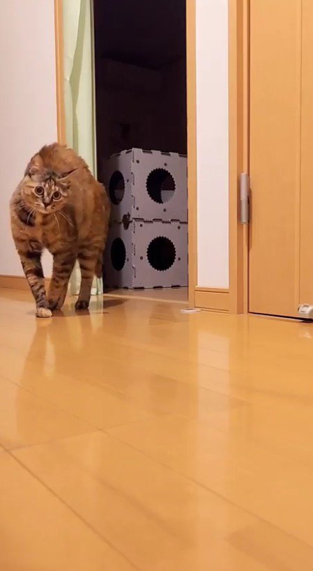 背中を丸めて立つ猫