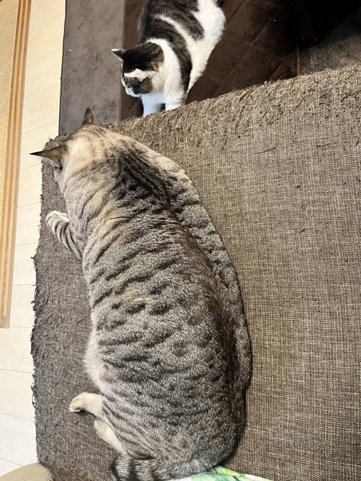 ソファーで横になる猫