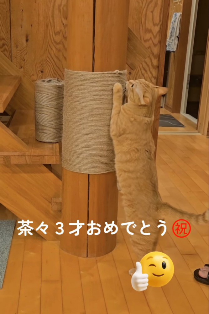立って爪とぎをする猫