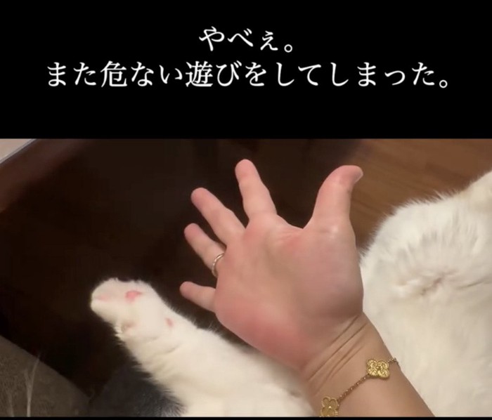 飼い主さんの手と同じ動きをする猫の手