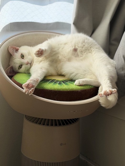 目に力を入れて手足を開いている白猫