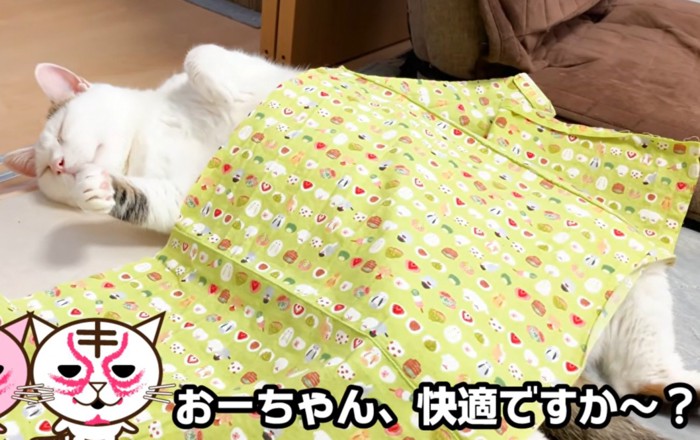 仰向けな猫（おーちゃん、快適ですか～？）
