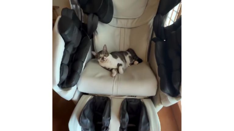 チェアに座る猫