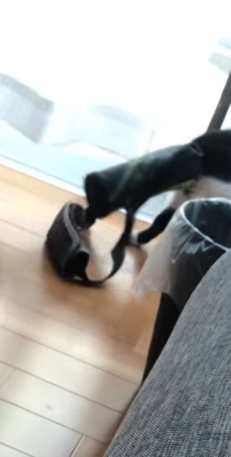 後ずさりながらソファの陰へ隠れる猫