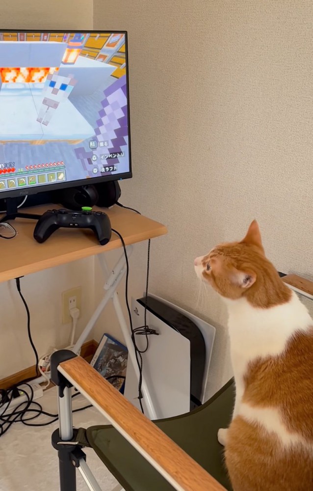 少しよそ見する猫