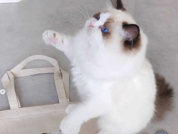 右手をあげる猫