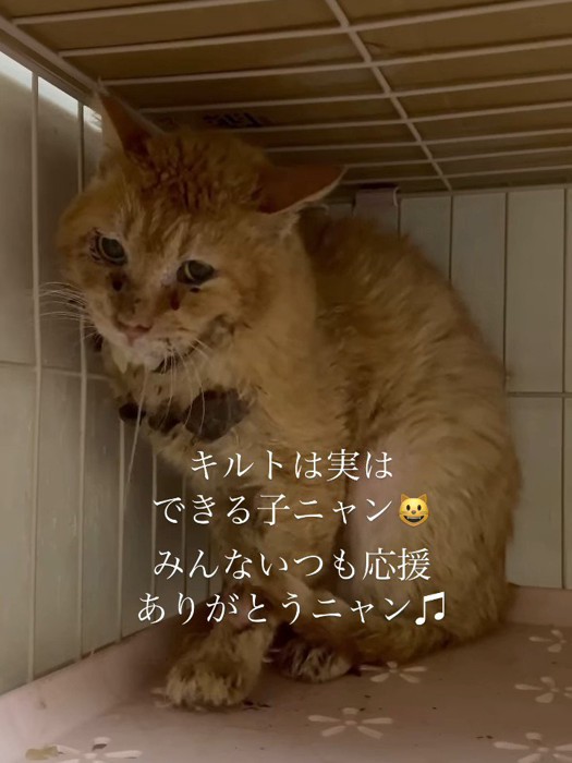 座ってカメラを見る猫
