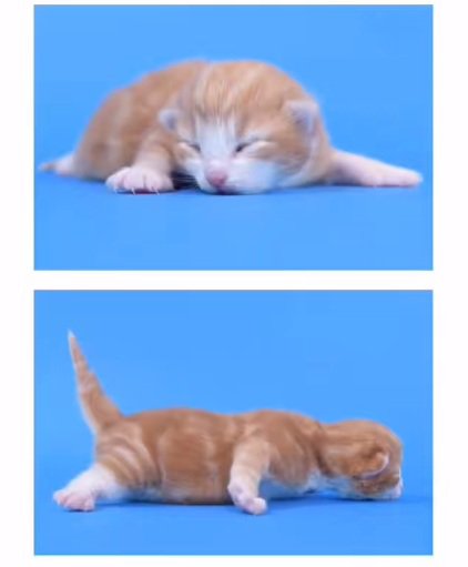 生まれたばかりのノルウェージャンフォレストキャットの子猫