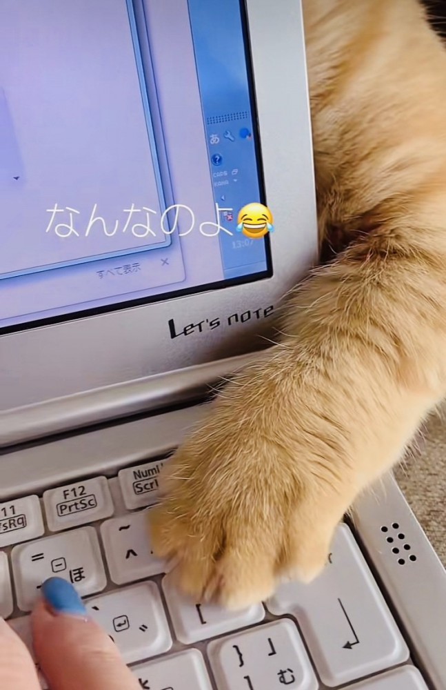 ノートパソコンの後ろから猫パンチするミックス猫