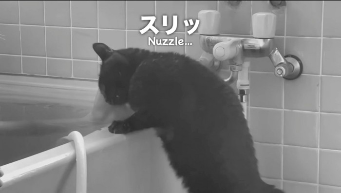 入浴中の男性の手に顔を擦り付ける猫