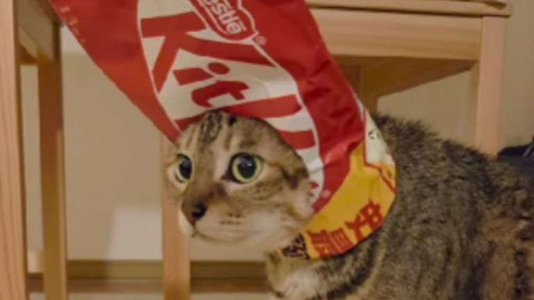 お菓子の袋を被っている猫