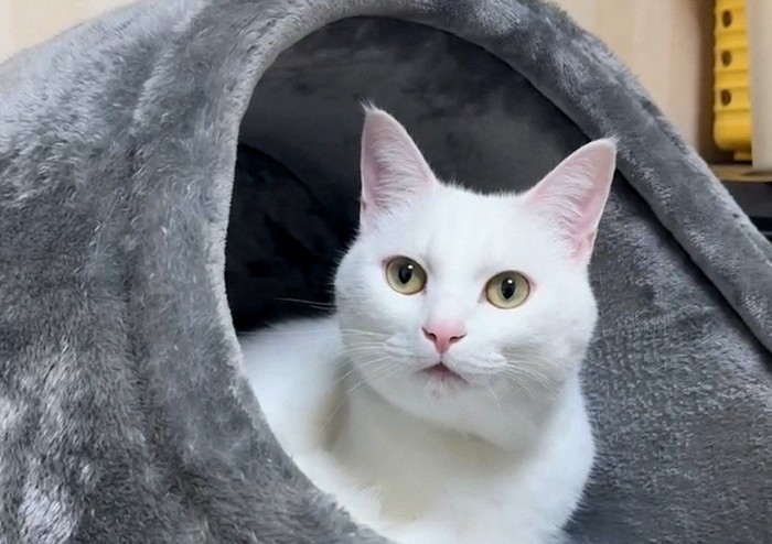 猫用ベッドの中の猫