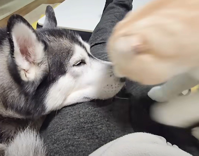 犬にキスする猫