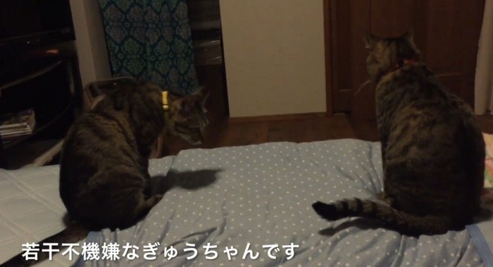 右に首を伸ばす猫(左)と背を向ける猫(右)