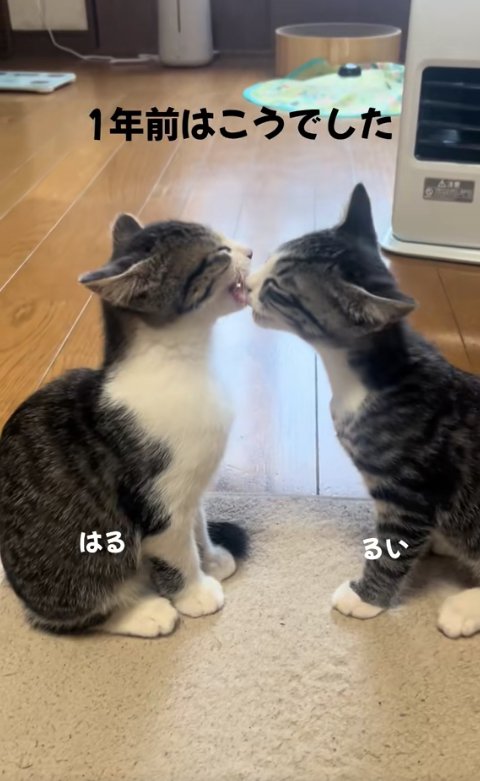お座りして向かい合っている2匹の子猫「1年前はこうでした」