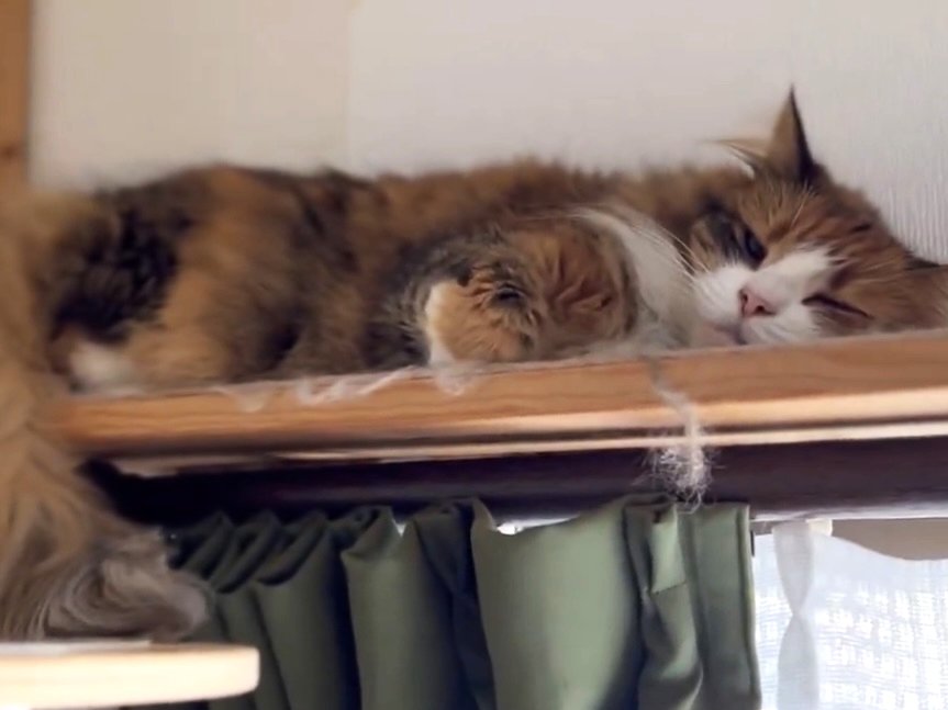 目を閉じてくつろぐ猫