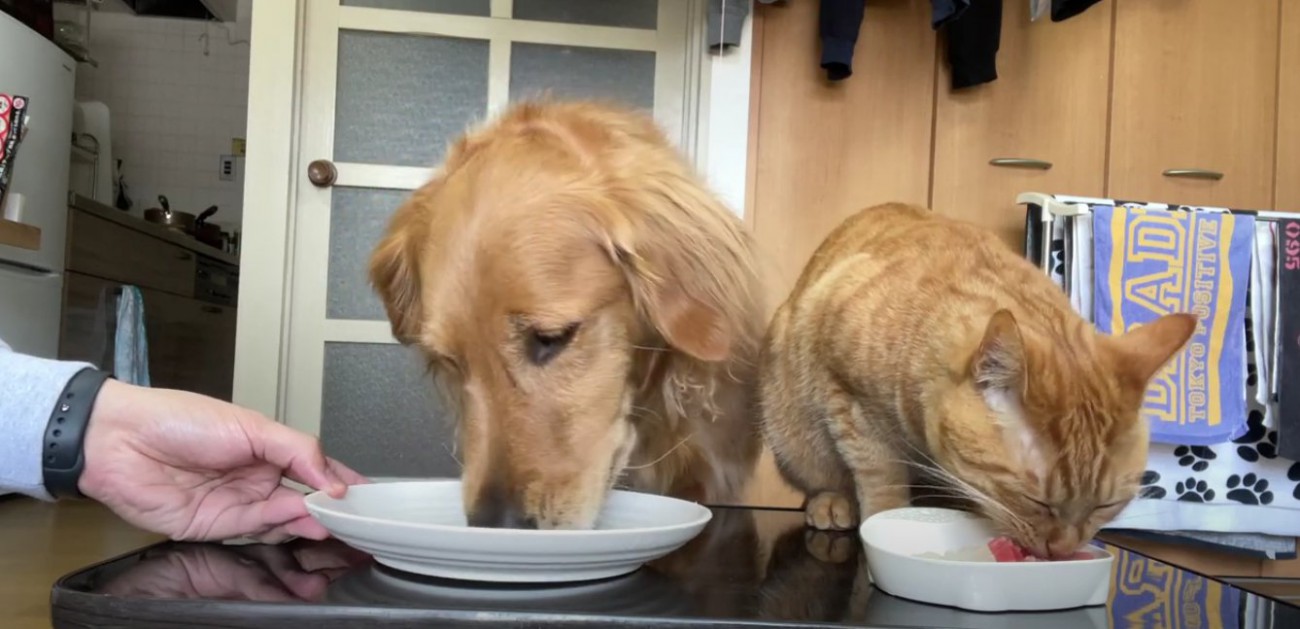 ご飯を食べている大型犬と茶トラ猫