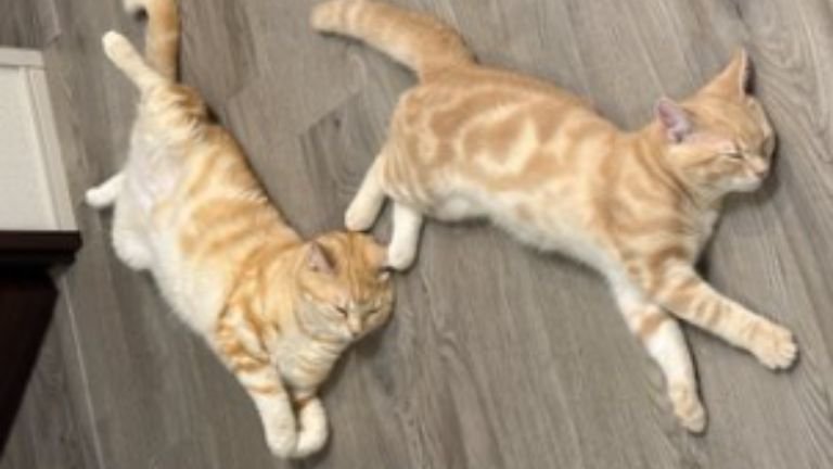 室内にいる猫たち