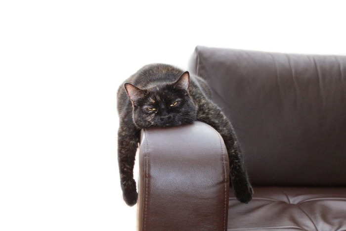 ソファーでぐったりする猫