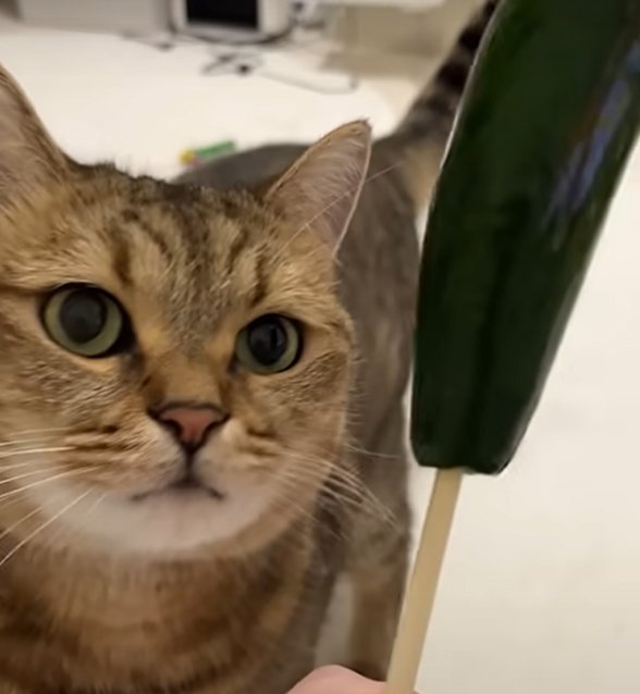 きゅうりを見つめる猫