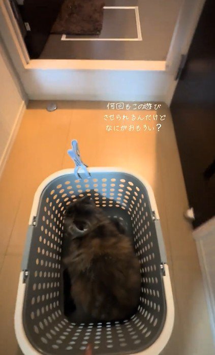 突き当りに向かう猫