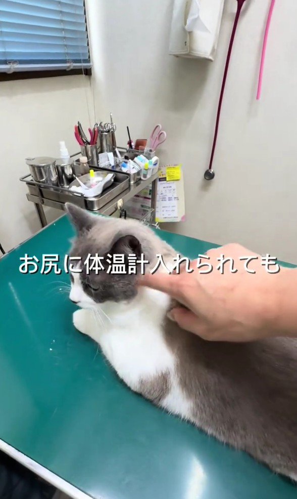 診察台にのっている猫