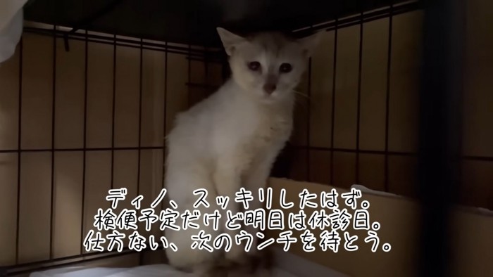 テロップ「ディノ、すっきりしたはず。~」