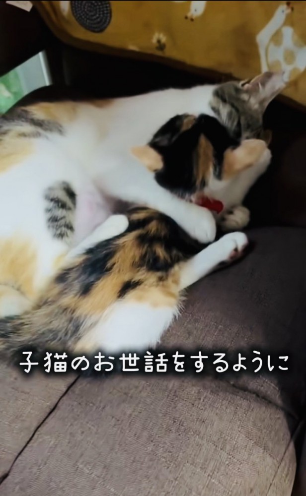 子猫をグルーミングする三毛猫