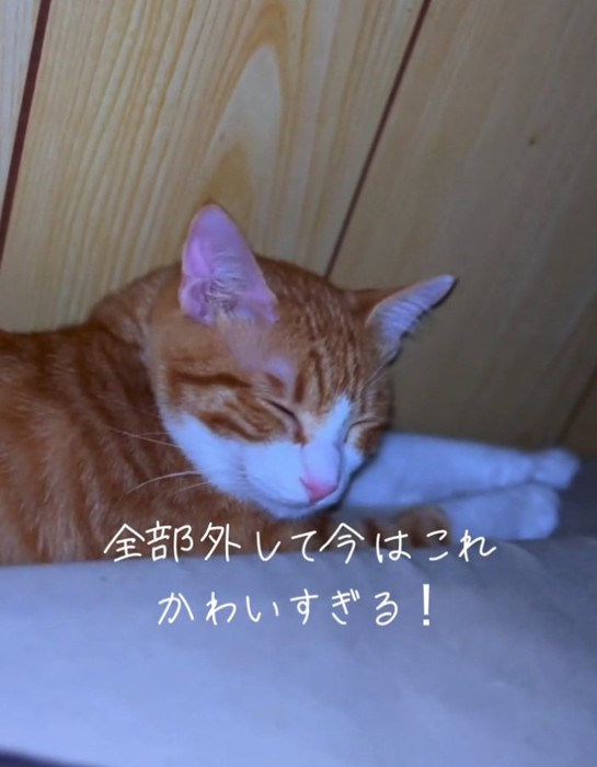 眠るこっちゃん