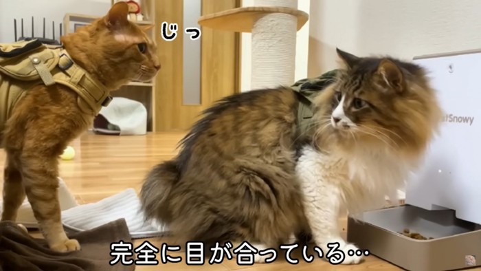 目が合っている