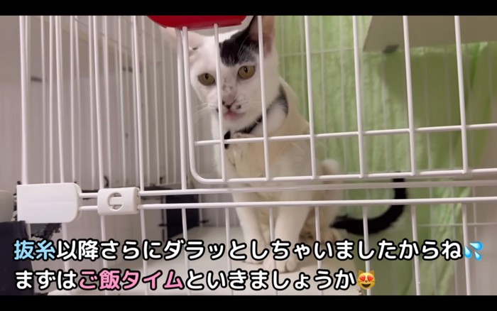 脱げた猫