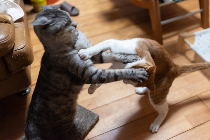 攻撃しあう2匹の猫