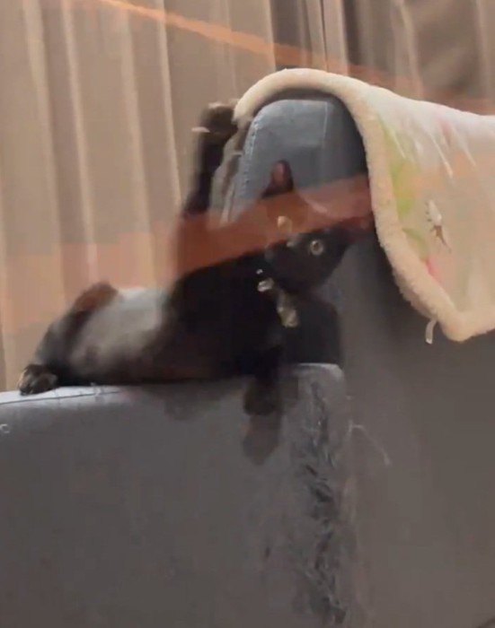 手を伸ばす黒猫