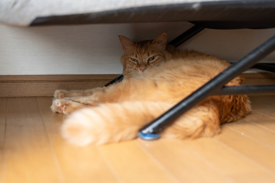 家具の下に潜む猫
