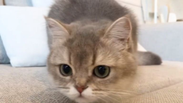 おもちゃを狙う猫