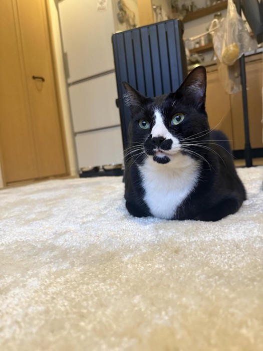 カーペットの上の白黒猫