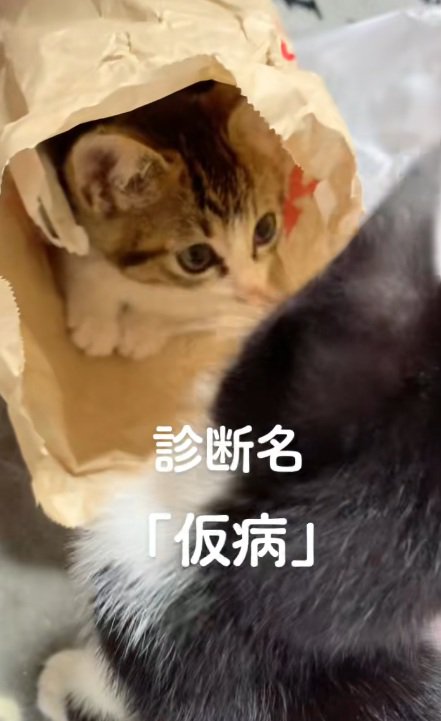 紙袋に入っているキジ白の子猫と白黒の子猫