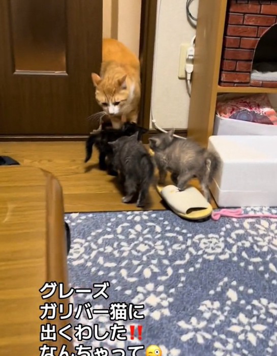 子猫を見つめるきなこくん