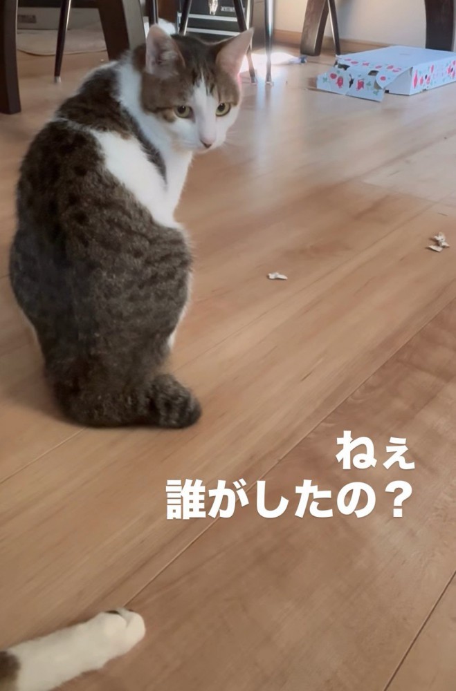 振り向く猫
