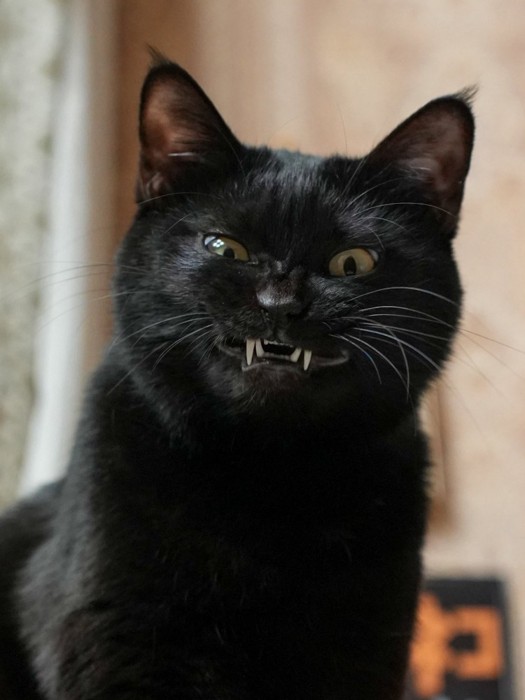 牙をむき出しにしてニヤリとした表情を浮かべる黒猫