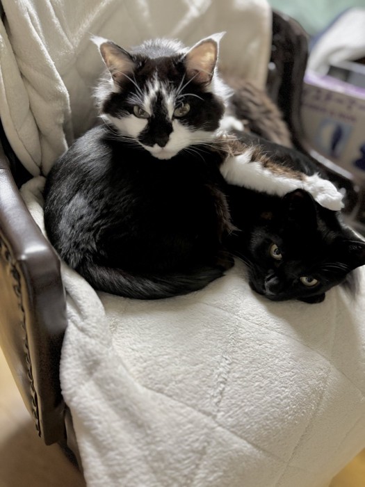 くっついて寝る猫