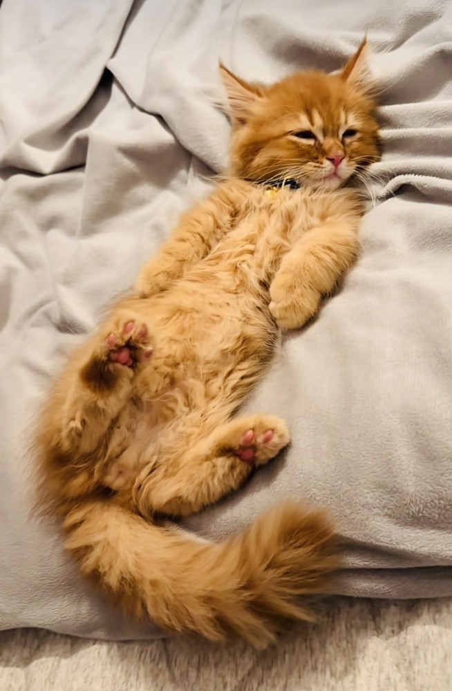 布団の上で仰向けに寝るミヌエット