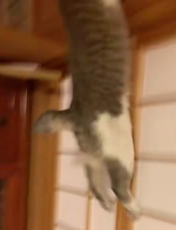 障子を駆け上がる猫