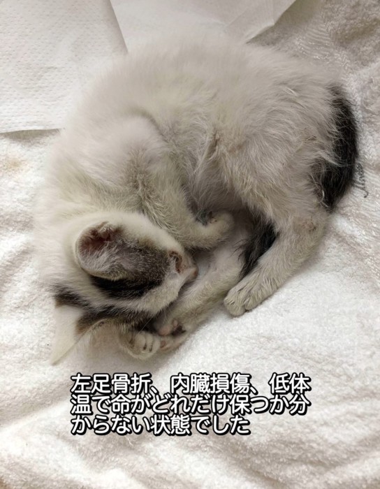 丸くなって寝る子猫