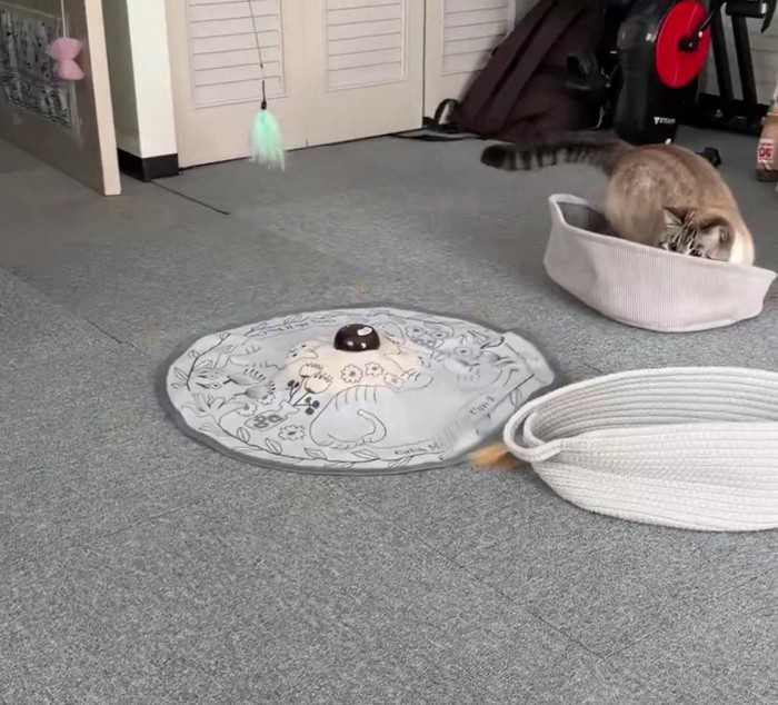 おもちゃで遊ぶ猫