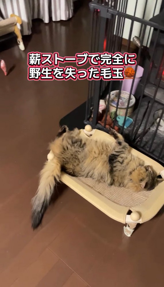 ストーブの方を向いて温まる猫