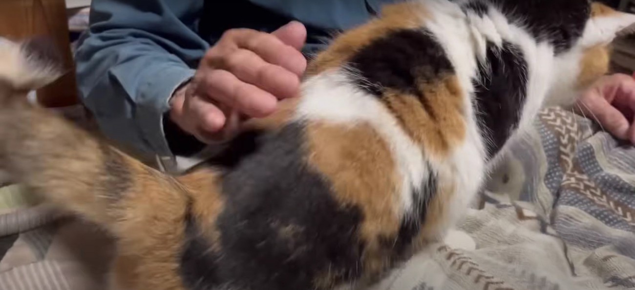 人の膝の上に居る猫