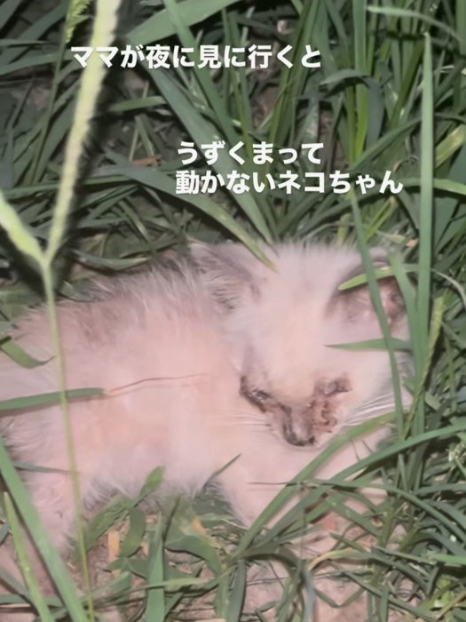 草むらの中にいる子猫