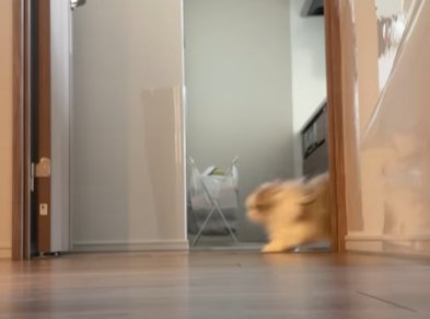 ドアの前を横切る猫の横顔