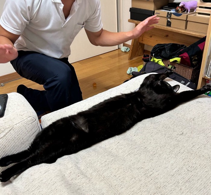 両前足を上げる猫